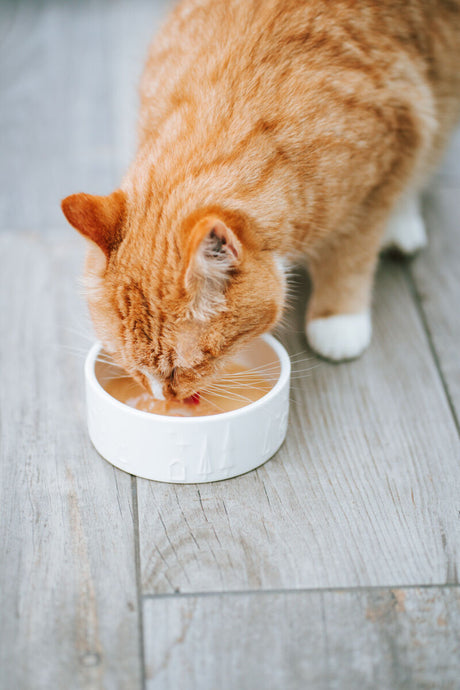 Rote Katze frisst aus einem weißen Napf auf einem holzfarbenen Boden.