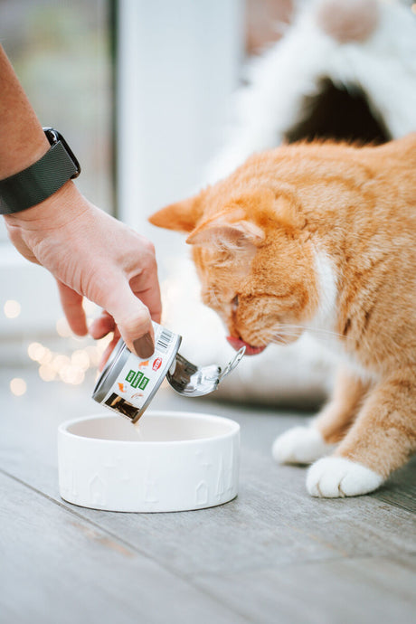 Orangefarbene Katze schnuppert an einer geöffneten Dose über einem weißen Futternapf.