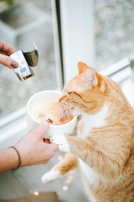 Orange-weiße Katze leckt aus einem weißen Napf, während Dose in den Napf entleert wird.