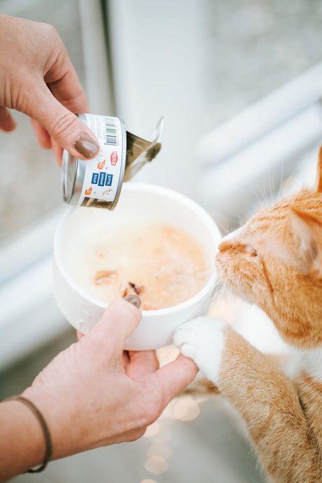 Person öffnet TRIXIE Nassfutterdose über weißem Napf vor einer Katze.