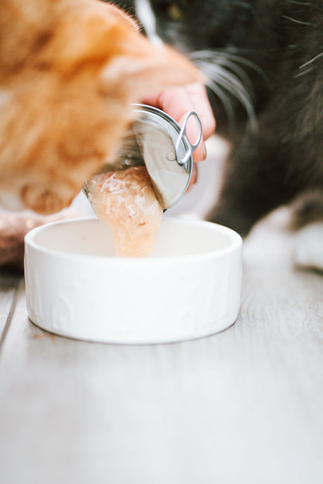 Katzenfutter wird aus einer Dose in einen weißen Napf gefüllt, während eine Katze daneben steht.