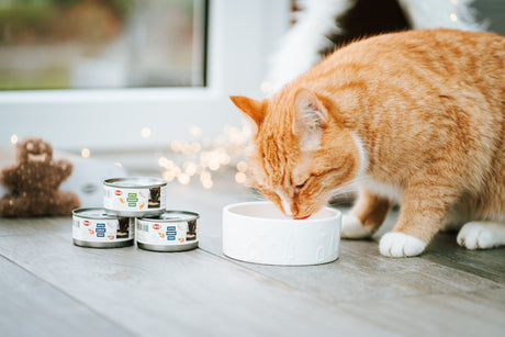 Eine rot getigerte Katze trinkt aus einem weißen Napf, daneben stehen Dosen Katzenfutter.