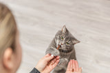 Graue Katze hält einen Snack in den Pfoten und beißt hinein, während sie auf einem Boden steht.