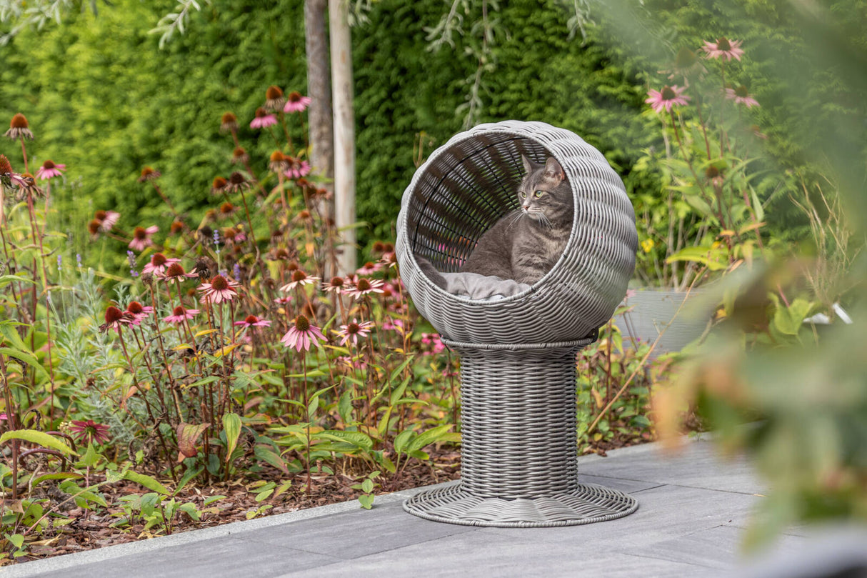 Graue Katze sitzt in einem geflochtenen Podeststuhl im Garten mit blühenden Pflanzen.
