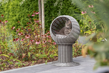 Graue Katze sitzt in einem geflochtenen Podeststuhl im Garten mit blühenden Pflanzen.