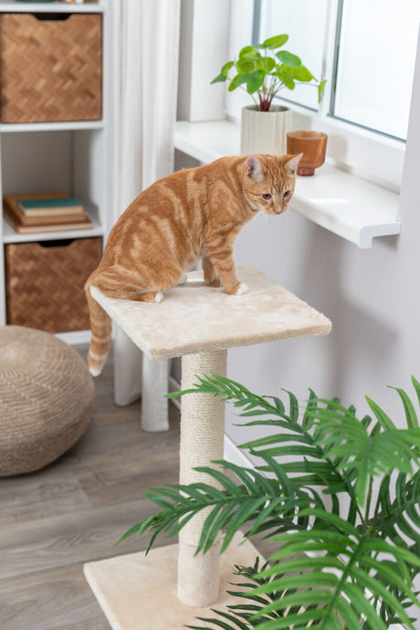 Eine orangefarbene Katze sitzt auf einem beigen Kratzbaum vor einem Fenster mit einer Pflanze und Dekoration.
