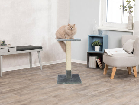 Eine flauschige Katze sitzt auf einem blauen und beige Kratzbaum in einem hellen Raum mit Holzboden.