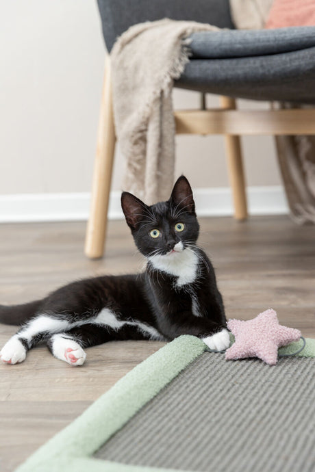PHO_PRO_CAT_44437-2