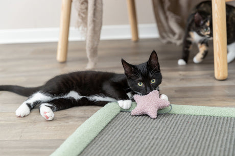 PHO_PRO_CAT_44437-3