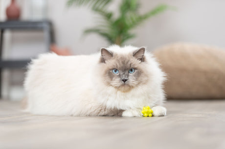 PHO_PRO_CAT_4534-1