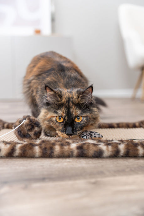 Langhaarige Katze liegt auf dem Boden und fokussiert ein Spielzeug vor sich.