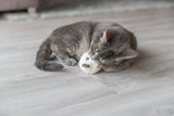 Eine graue Katze liegt auf einem Holzboden und kuschelt mit einem weißen Plüschspielzeug.
