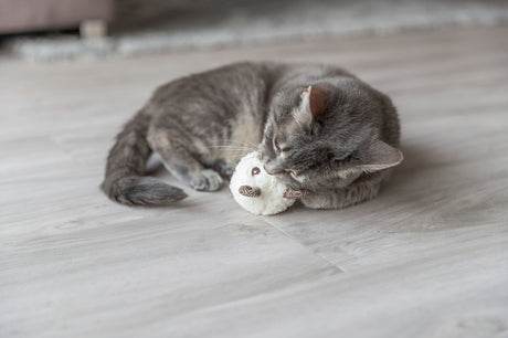 Eine graue Katze liegt auf einem Holzboden und kuschelt mit einem weißen Plüschspielzeug.