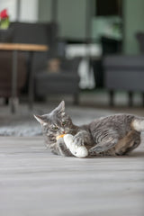 Graue Katze spielt auf einem Holzboden mit einem weißen Stoffspielzeug in einem Wohnzimmer.
