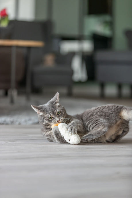 Graue Katze spielt auf einem Holzboden mit einem weißen Stoffspielzeug in einem Wohnzimmer.