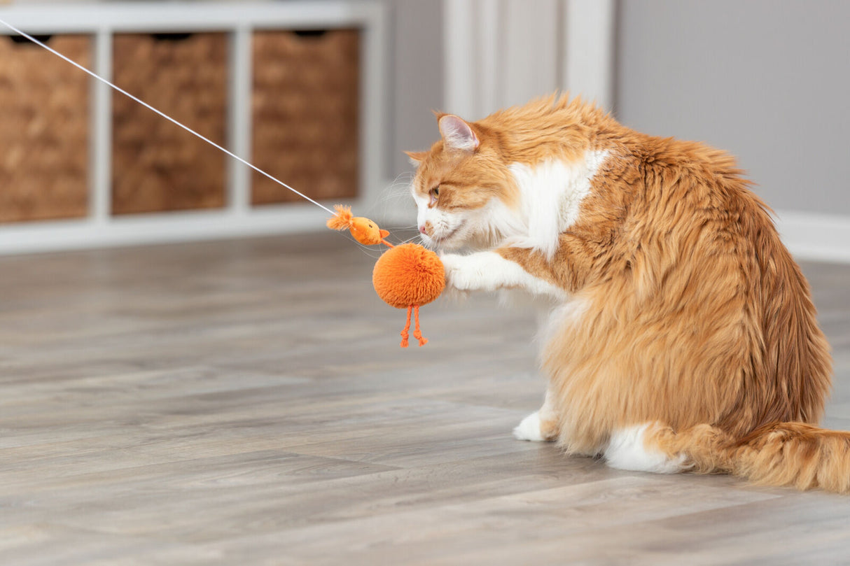 PHO_PRO_CAT_45561-1