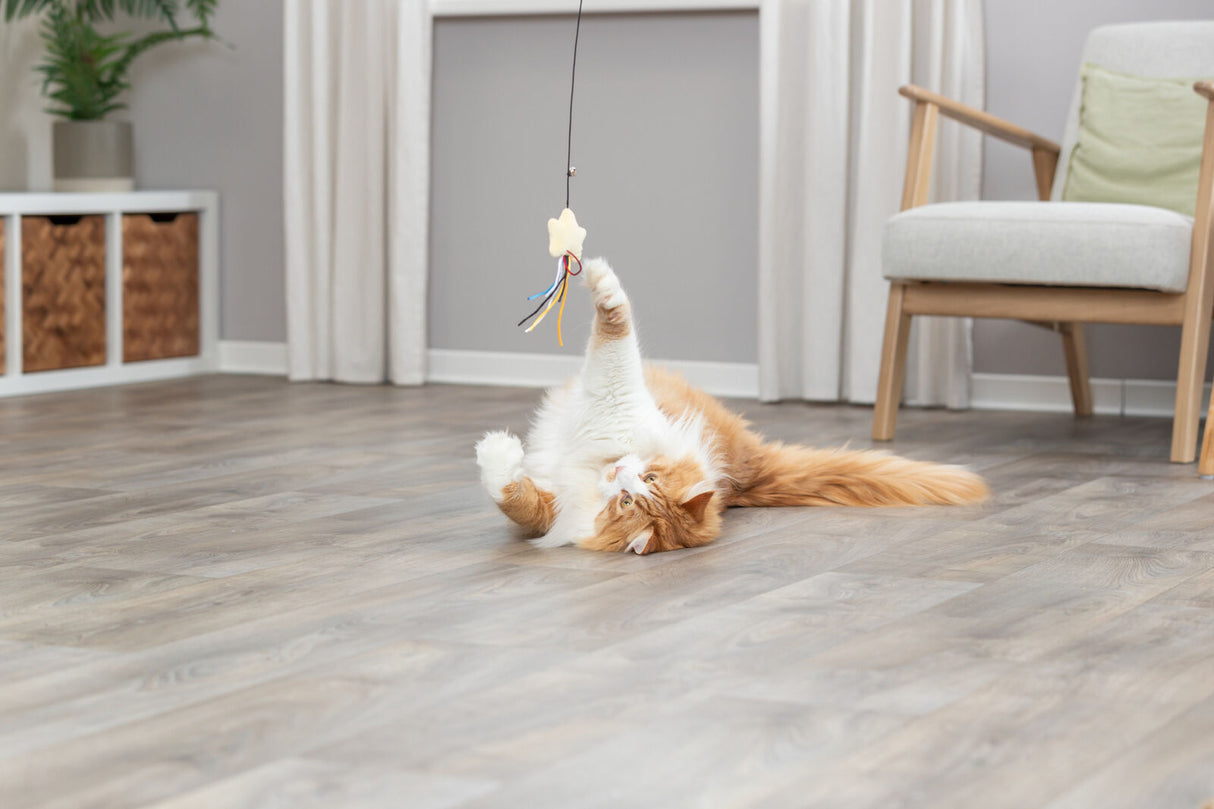 PHO_PRO_CAT_45617-3