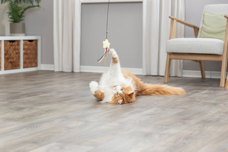 PHO_PRO_CAT_45617-3