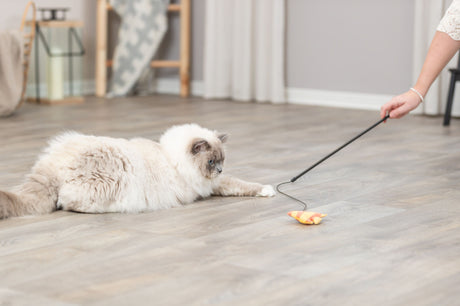PHO_PRO_CAT_45619-3