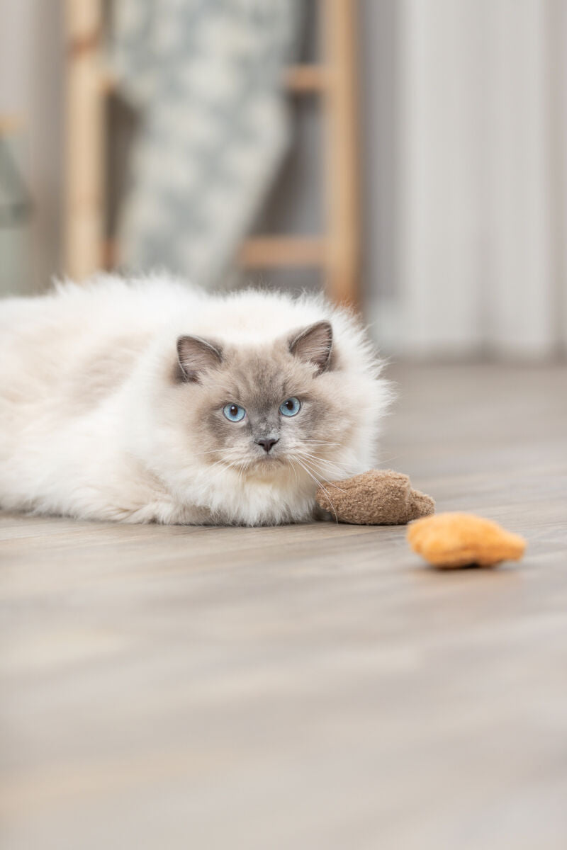 PHO_PRO_CAT_45664-1