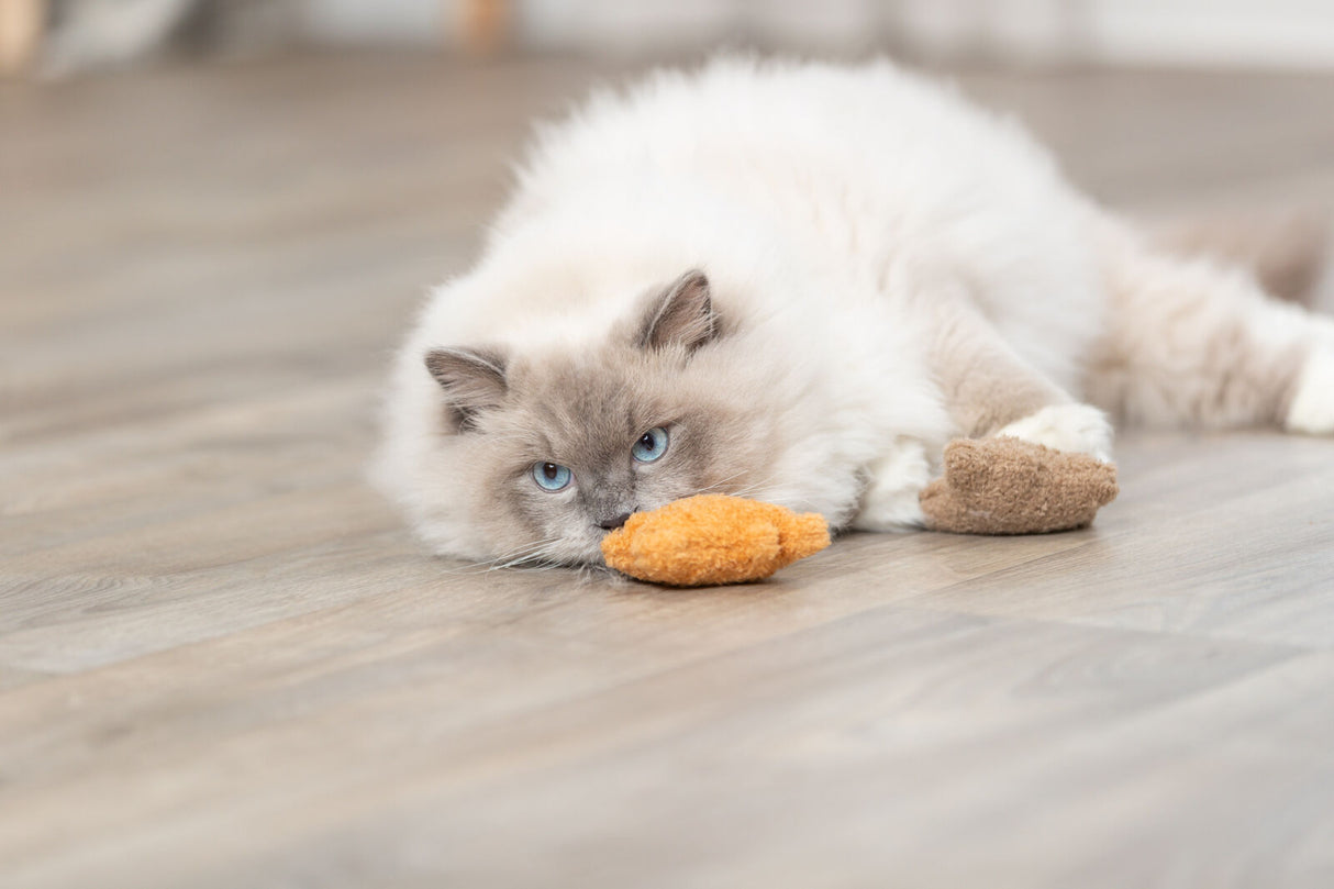 PHO_PRO_CAT_45664-3