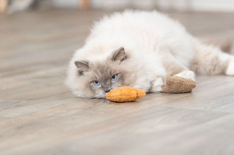 PHO_PRO_CAT_45664-3