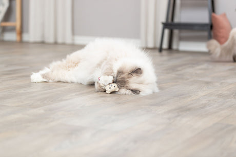 Eine flauschige Katze liegt auf einem Holzfußboden und spielt mit einem kleinen, beigen Stofftier.