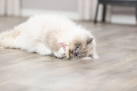 PHO_PRO_CAT_45665-2
