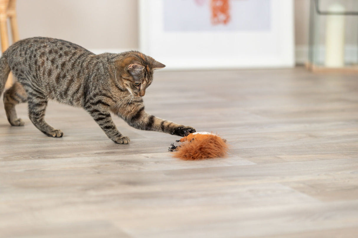 PHO_PRO_CAT_45681-1
