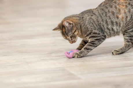 PHO_PRO_CAT_45684-1