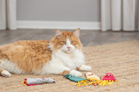Eine orange-weiße Katze liegt auf einem Teppich neben buntem Katzenspielzeug.