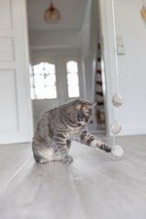 PHO_PRO_CAT_45739-2