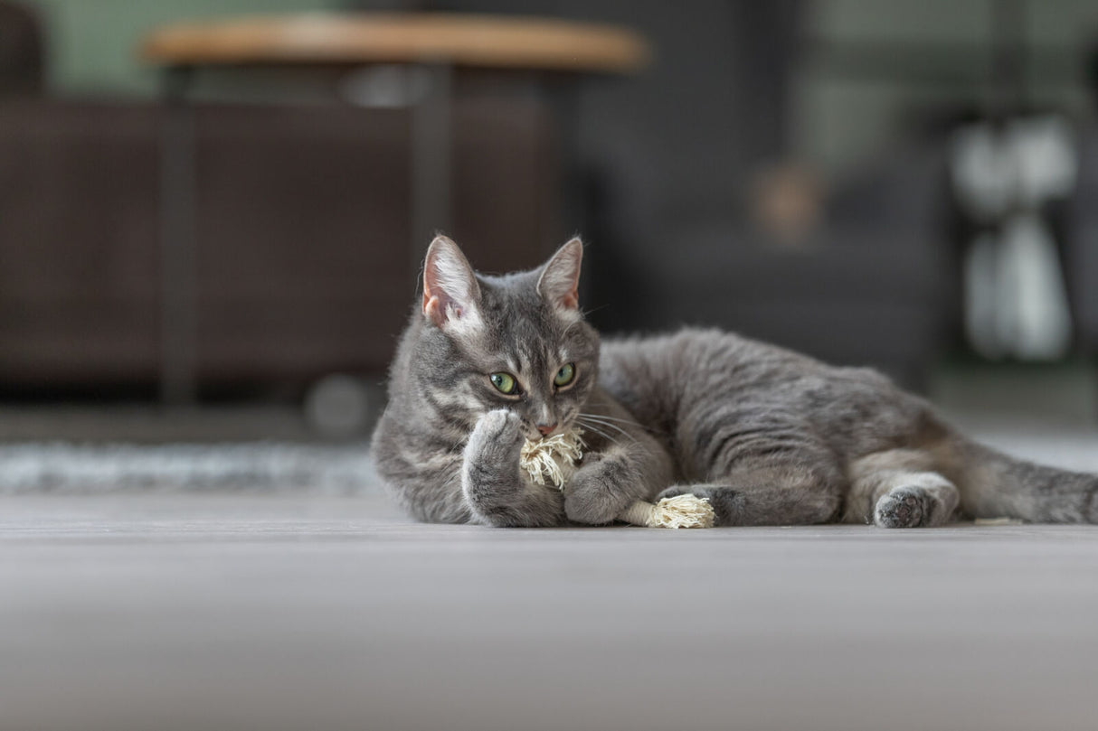 PHO_PRO_CAT_45766-2
