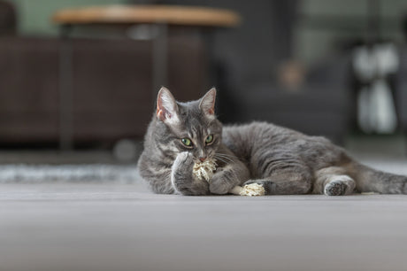 PHO_PRO_CAT_45766-2