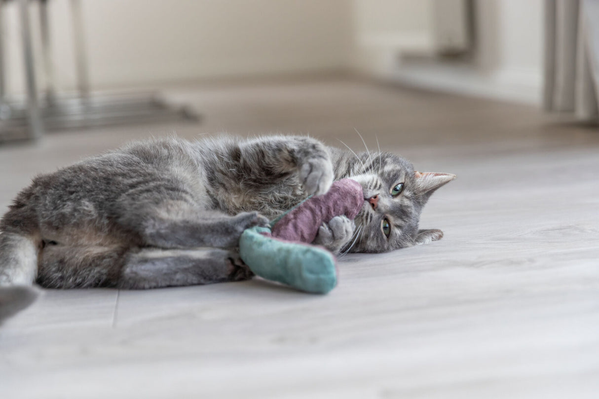 Graue Katze liegt auf hellem Boden und spielt mit einem zweifarbigen Stoffspielzeug.