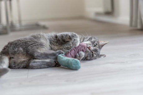 Graue Katze liegt auf hellem Boden und spielt mit einem zweifarbigen Stoffspielzeug.