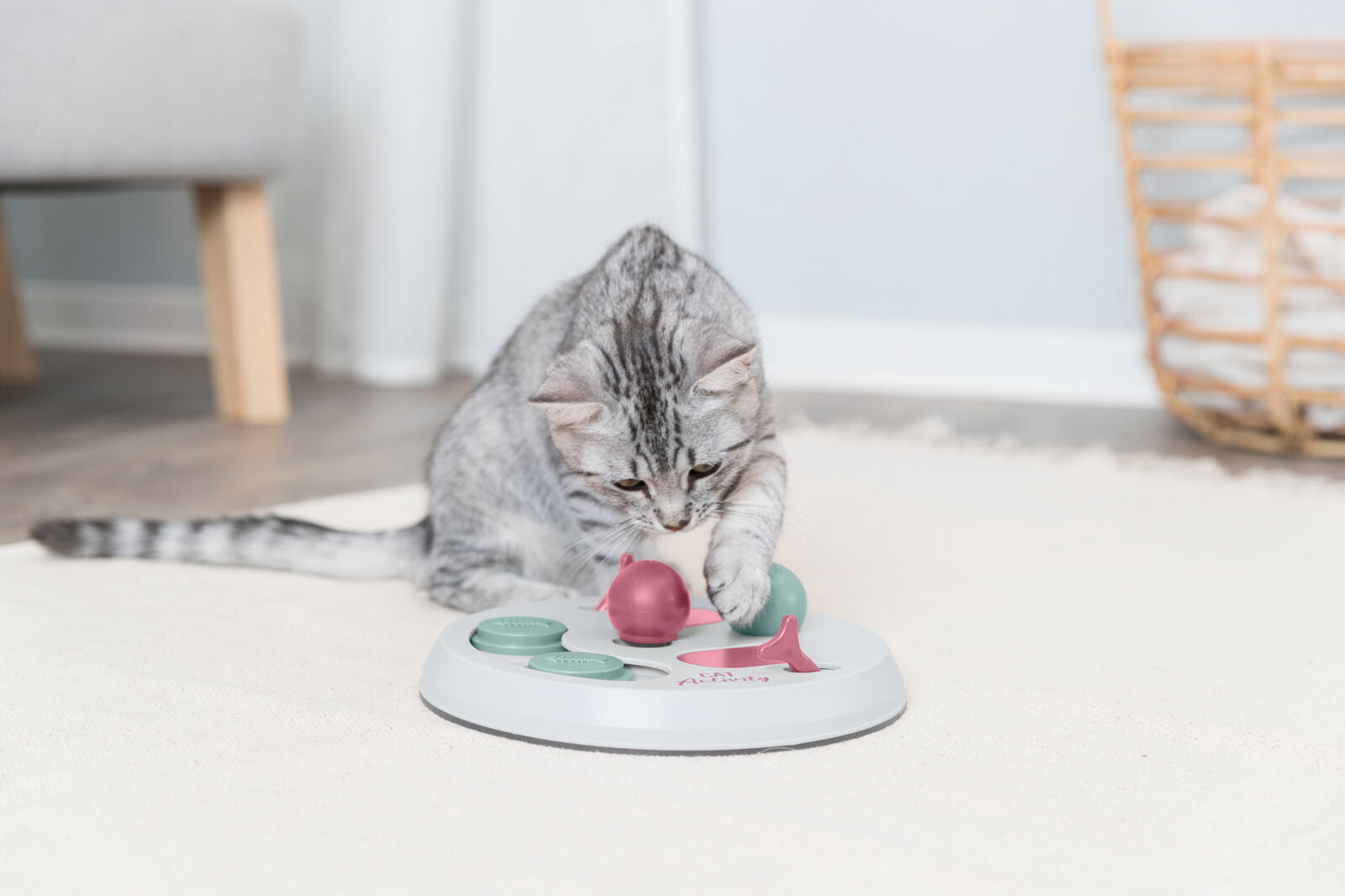 Graue Katze spielt mit einem Spielzeug auf einem hellen Teppich in einem Raum mit Holzboden und Korb im Hintergrund.