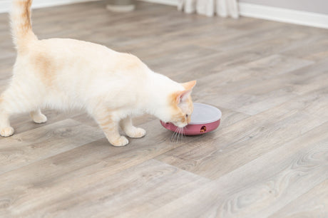 PHO_PRO_CAT_45933-1