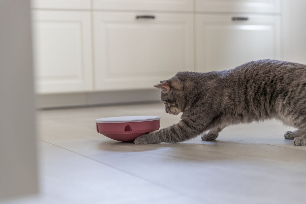 PHO_PRO_CAT_45933-4