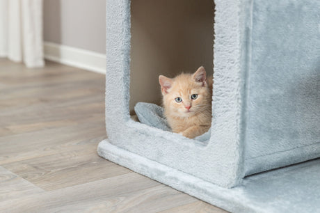 PHO_PRO_CAT_48115-2
