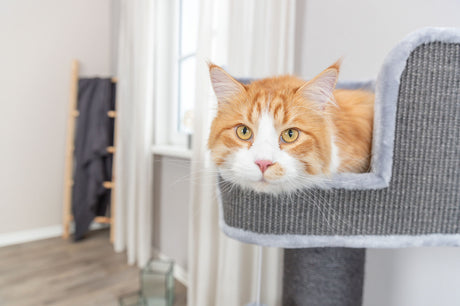 PHO_PRO_CAT_48120-3