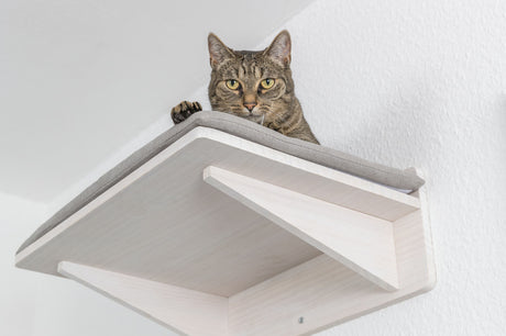 PHO_PRO_CAT_49944-1