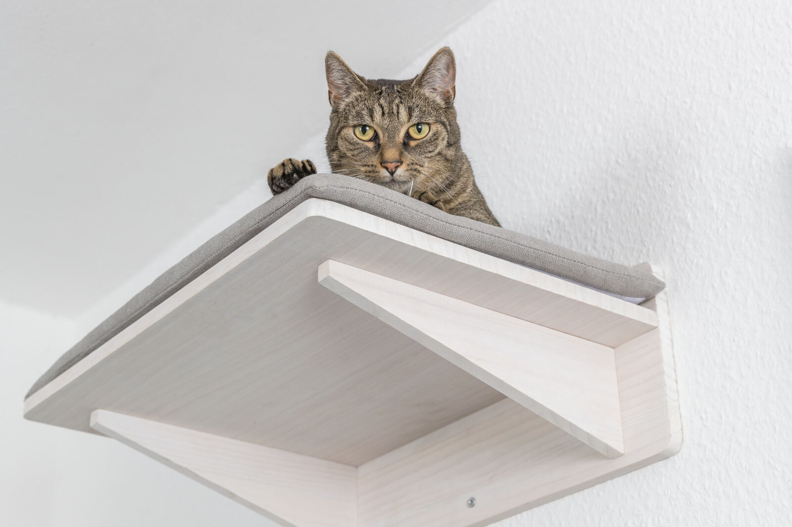 Eine Katze sitzt auf einem erhöhten, mit grauem Stoff gepolsterten Holzbrettelement an der Wand.