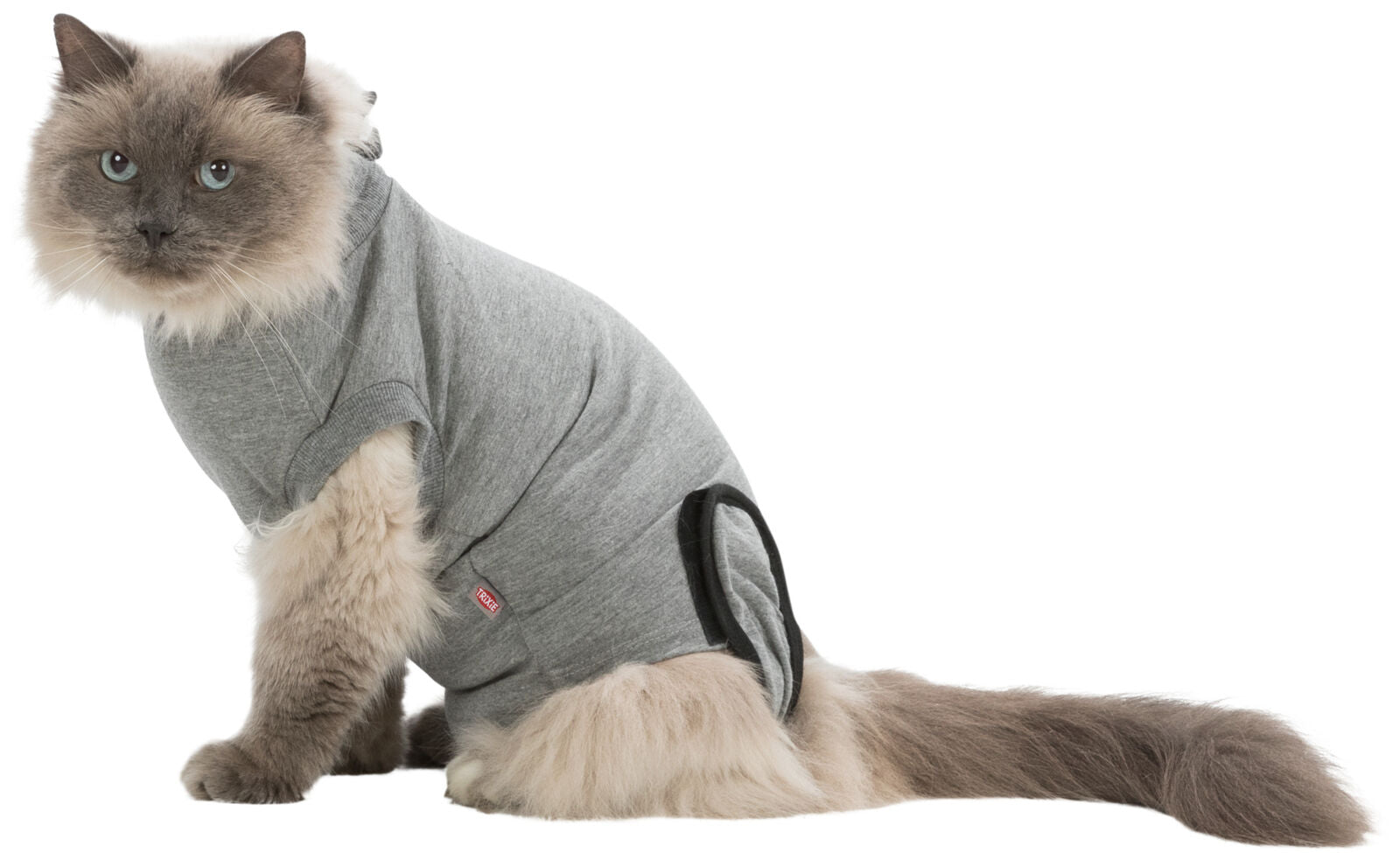 Langhaarige Katze trägt grauen Anzug mit kurzem Ärmel, sitzt seitlich, lange buschige Rute sichtbar.