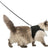 PHO_PRO_CAT_CLIP_41895-1