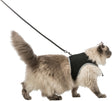 PHO_PRO_CAT_CLIP_41895-1