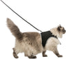 PHO_PRO_CAT_CLIP_41895-1
