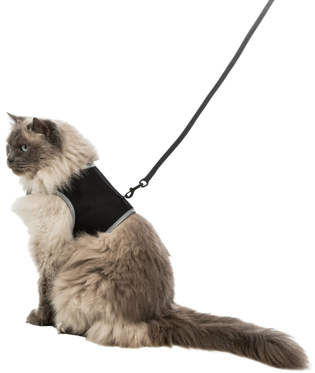 Langehaarige Katze mit blauem Geschirr und schwarzer Leine, sitzt seitlich und schaut nach links.