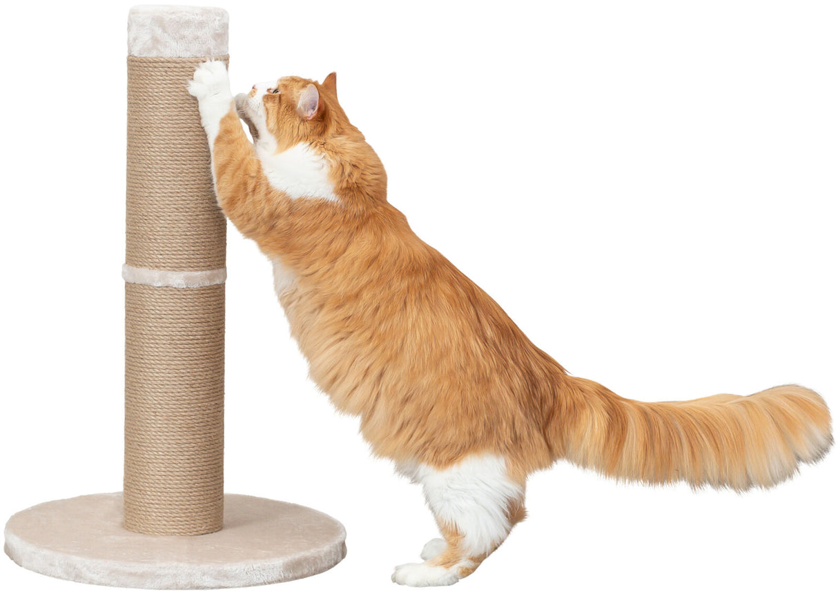 PHO_PRO_CAT_CLIP_43337-1