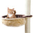 PHO_PRO_CAT_CLIP_43910-1